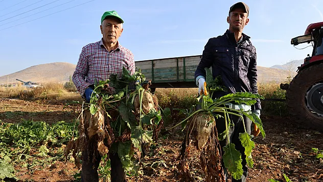 Kahramanmaraş'ta şeker pancarı hasadı başladı: Hedef 500 bin ton