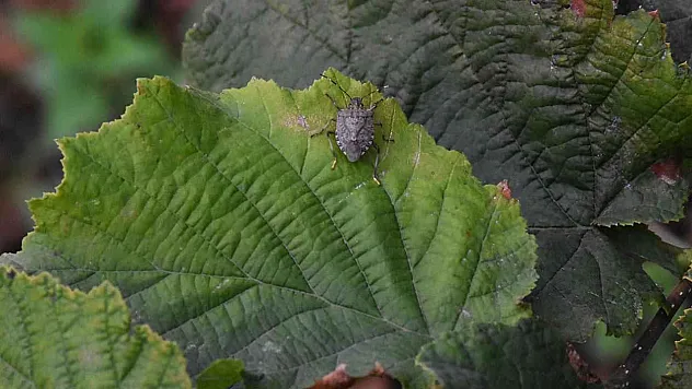 Kahverengi kokarca ile nasıl mücadele edilir?