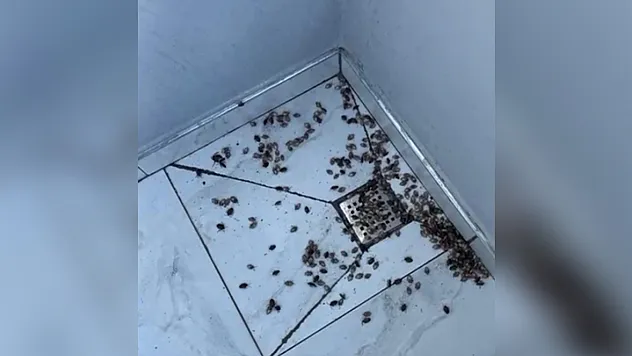 Kahverengi Kokarca İstilası Geri Döndü! Evler, Arabalar, Duvarlar... Türkiye Yeni Bir Kabusa Uyandı