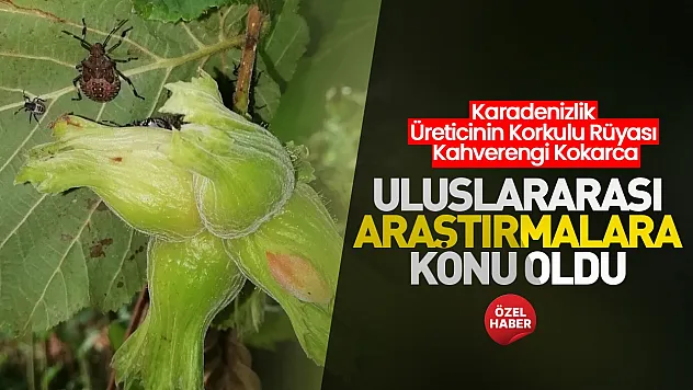 Kahverengi kokarcaya karşı uluslararası fındık araştırması yayımlandı