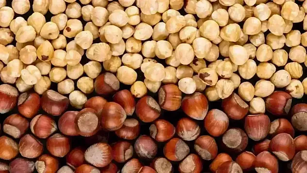 Kandıra'da fındık piyasası darmadağın! 10 Mart fındık fiyatları