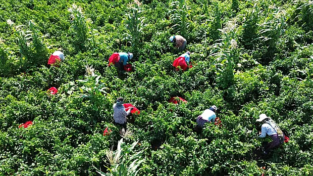 Kapya biberin hasadı başladı