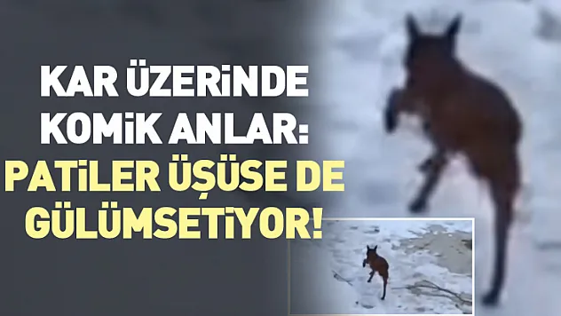 Kar üzerinde komik anlar: Patiler üşüse de gülümsetiyor!