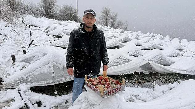 Kar Yağarken Çilek Topladılar