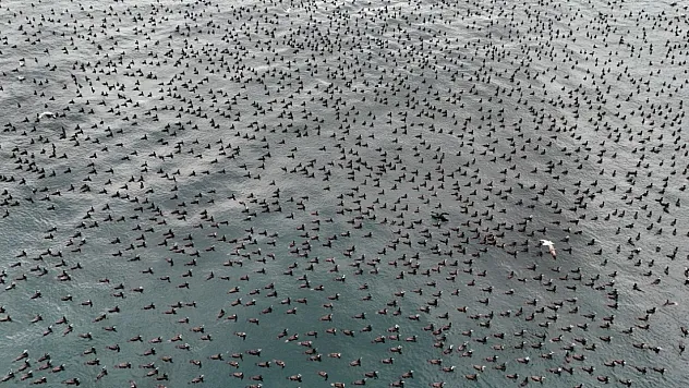 Karabatakların 'Damatlık' zamanı