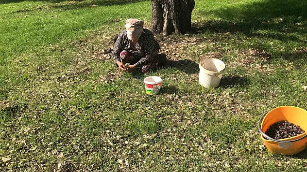 Karaburun Furma Zeytini hasadı başladı