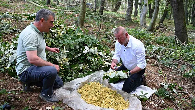 Karacabey'de ıhlamur mesaisi: Doğal hasat kırsal ekonomiye can katıyor