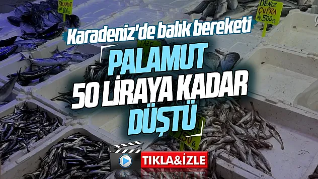 Karadeniz'de balık bereketi tezgahlara yansıdı: Palamut 50 lira
