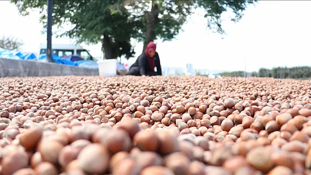 Karadeniz'de fındık kurutma mesaisi başladı