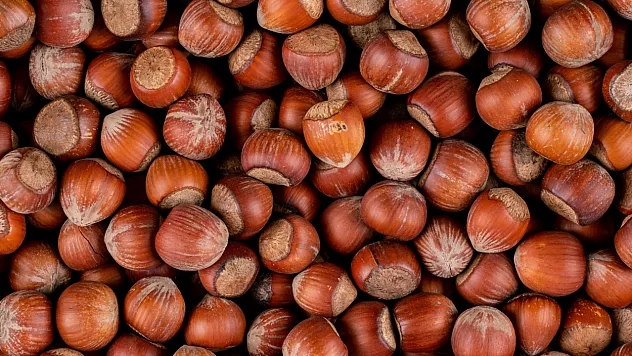 Karadeniz'de Fındık Tabelaları Gece Yarısı Değişti! İl İl 20 Mart Güncel Fiyat Listesi