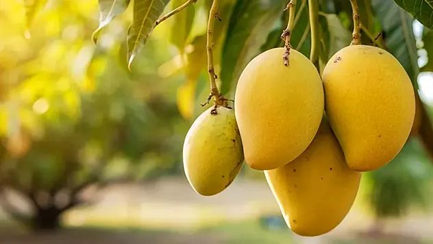 Karadeniz'de mango yetişir mi?