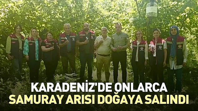 Karadeniz'de onlarca Samuray arısı doğaya salındı
