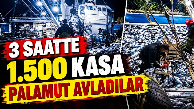 Karadeniz'de palamut bereketi