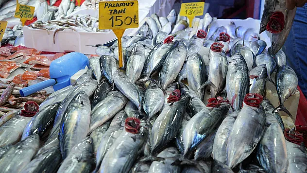 Karadeniz'de yeni sezon palamut bereketiyle başladı