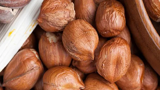 Karadeniz'in 'Pontik' Mirası: Antik çağdan bugüne fındığın yolculuğu!