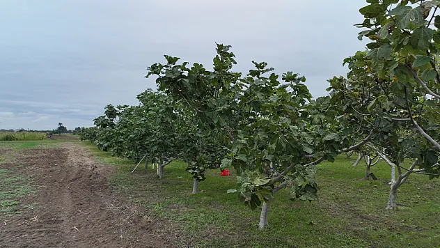 Karadeniz'in yerel incirleri gelecek için koruma altında