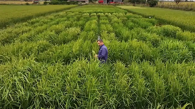 Karadeniz Tarımsal Araştırma Enstitüsü 44 yılda 7 yerli çeltik çeşidi tescil ettirdi