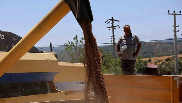 Karakılçık buğdayı hasadı başladı