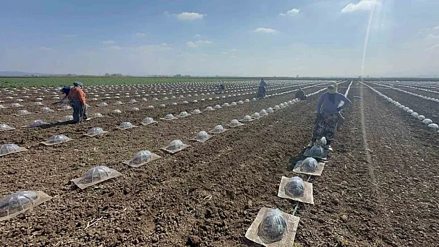 Karpuz Mesaisi Başladı: Çiftçi Umutlu Ama Temkinli