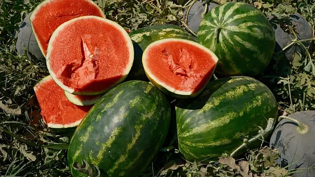 Karpuzun fiyatı 30'a katlandı