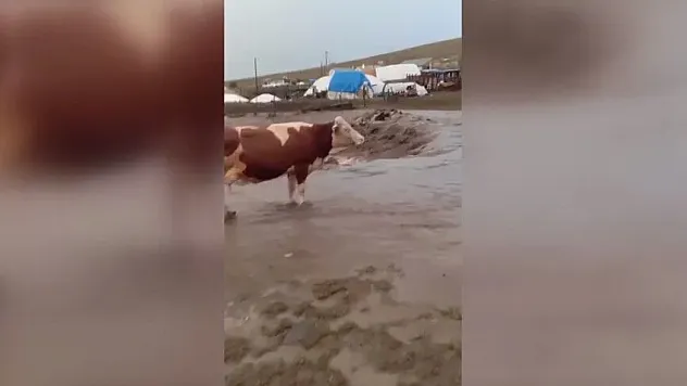 Kars'ta şiddetli yağış ve dolu sel getirdi Büyükbaş hayvanlar mahsur kaldı