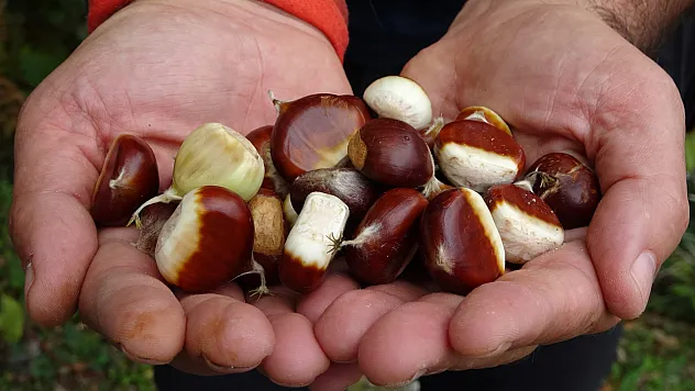 Kastamonu'da kuzu kestanesi hasadı başladı