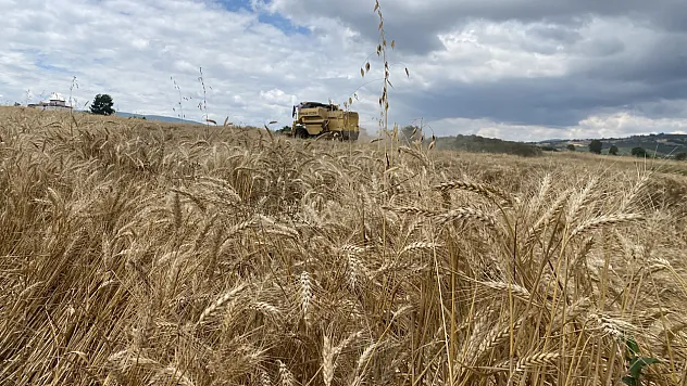 Kavak'ta hububat hasadı başladı: Yağışlar buğdayı vurdu, arpa üreticiyi sevindirdi