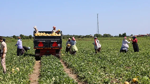 Kavun ve Karpuz Üreticisi Zor Durumda