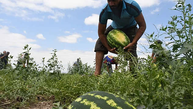 Kavurucu sıcakta karpuz mesaisi! Sekili'de hasat tüm hızıyla başladı