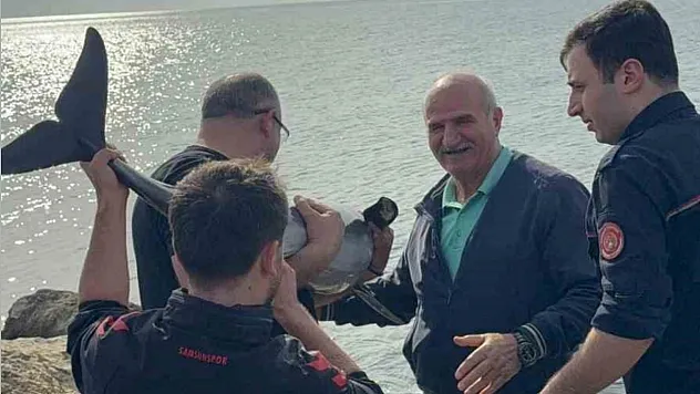 Kayalıklara sıkışan yunusu polis kurtardı