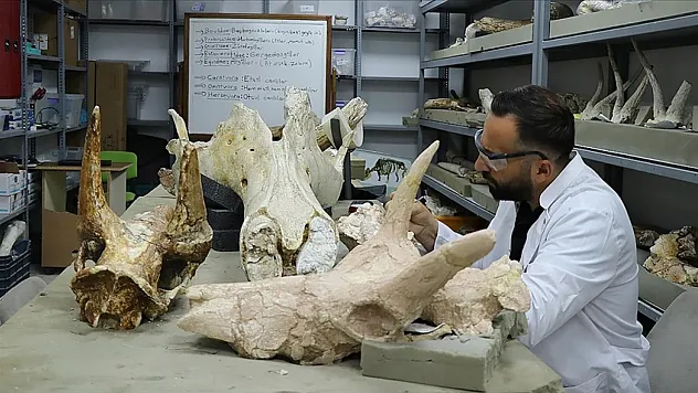 Kayseri'de 7,7 milyon yıllık 3 fil kafatası bulundu