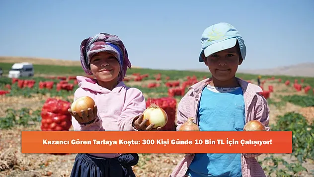 Kazancı Gören Tarlaya Koştu: 300 Kişi Günde 10 Bin TL İçin Çalışıyor!