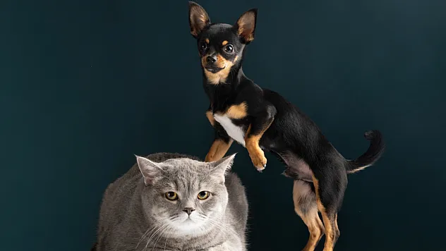 Kedi ve Köpeklerin Sağlık İhtiyaçları Yaşam Boyunca Değişiyor