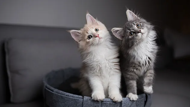 Kedilere nafaka kararı: Boşanma protokolüne 'kedi velayeti' maddesi eklendi