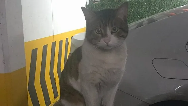 Kediyi öldüren şahıs tutuklandı