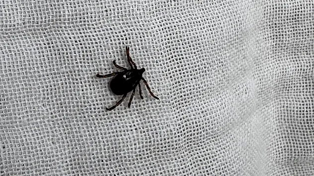 Keneye karşı doğru bilinen yanlış uygulamalara aman dikkat