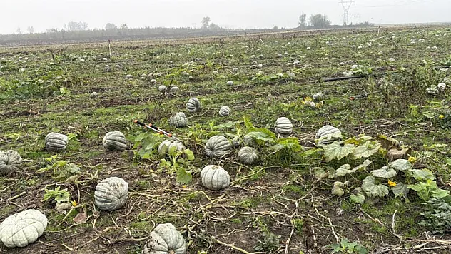 Kestane kabağı hasadından 10 bin ton rekolte bekleniyor