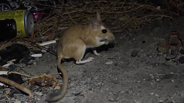 Kırmızı Listedeki Canlı Erzurum'da Ortaya Çıktı