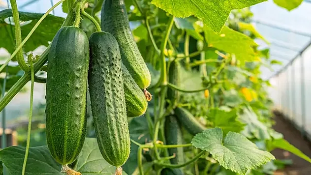 Kısa sürede büyüyor, 3 günde bir ürün veriyor