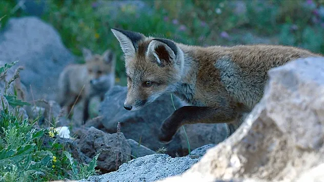 Kızıl tilki yavrularını doğaseverler besledi