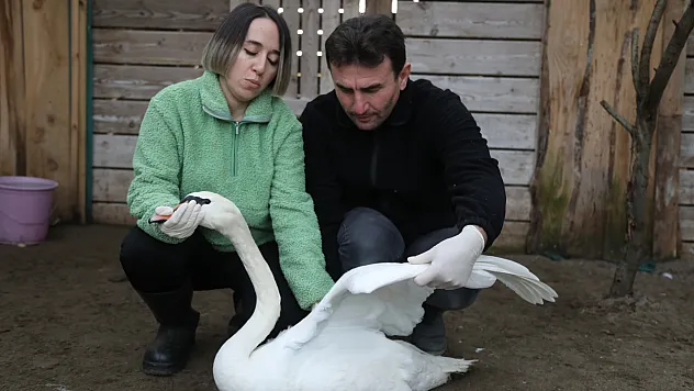 Kızılırmak Deltası'na göç ederken hastalanan kuğu kurtarıldı