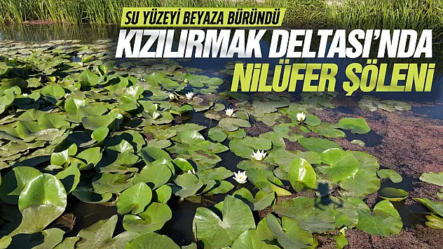 Kızılırmak Deltası'nda nilüferler görsel şölen oluşturdu