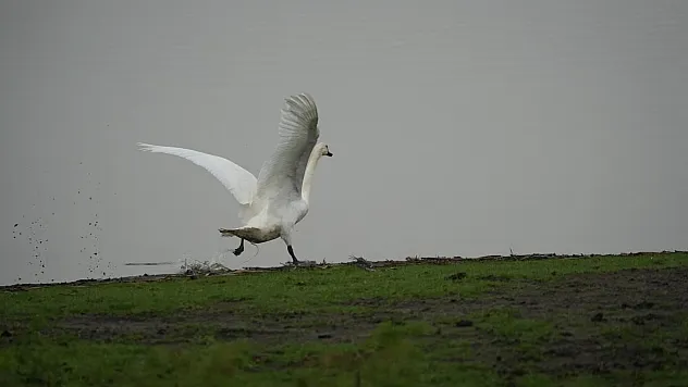 Kızılırmak Deltası'nda Yaralı Canlara Umut Eli