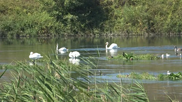 Kızılırmak'ta beyaz zarafet!