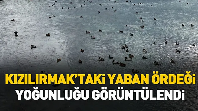 Kızılırmak'taki yaban ördeği yoğunluğu dronla görüntülendi