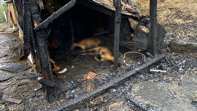 Kocaeli'de ahır yangını 34 hayvan telef oldu