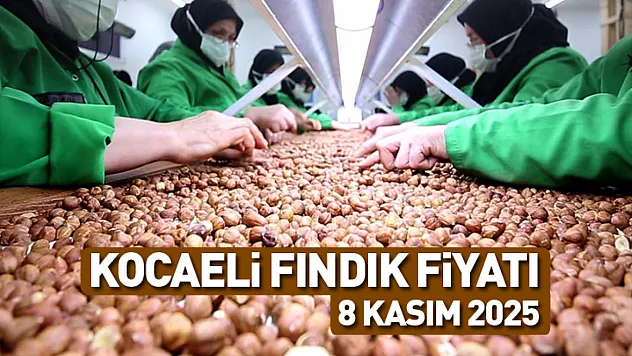 Kocaeli'de Fındık Fiyatları Artışta: 8 Kasım 2025 Güncel Serbest Piyasa Rakamları