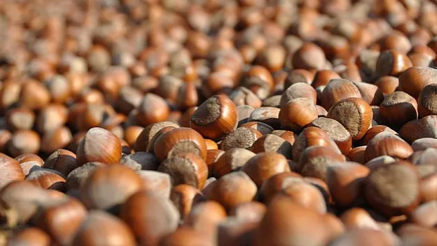 Kocaeli'de Fındık Fiyatları Güncellendi