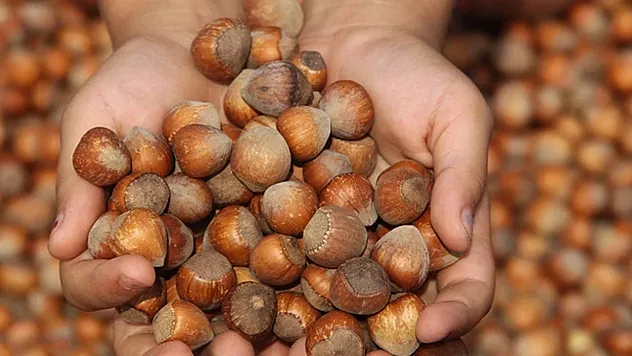 Kocaeli'de Fındık Fiyatları Yükselir mi?