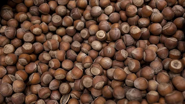 Kocaeli'de fındık fiyatları yükselişte